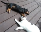 Puppy Play